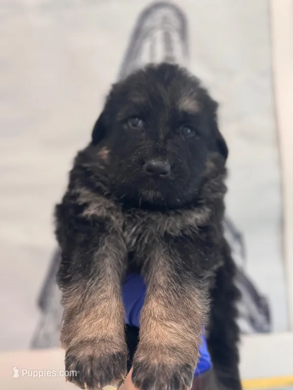 Sabo – German Shepherd Dog puppy for sale in Newark, NJ