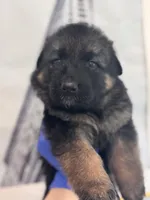 Sab, a male German Shepherd Dog for sale in Newark, NJ – Photo 1 of 2