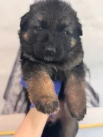 Sab, a male German Shepherd Dog for sale in Newark, NJ – Photo 2 of 2