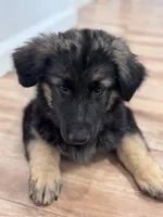 Sabi, a male German Shepherd Dog for sale in Newark, NJ – 2 of 4