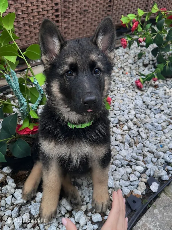 Sabi – German Shepherd Dog puppy for sale in Newark, NJ