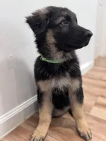 Sabi, a male German Shepherd Dog for sale in Newark, NJ – 4 of 4