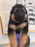 Sabi, a male German Shepherd Dog for sale in Newark, NJ – Photo 1 of 2