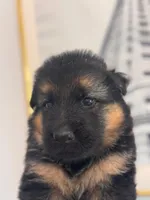 Sabi, a male German Shepherd Dog for sale in Newark, NJ – Photo 2 of 2