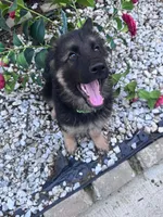 Sabi, a male German Shepherd Dog for sale in Newark, NJ – 6 of 6