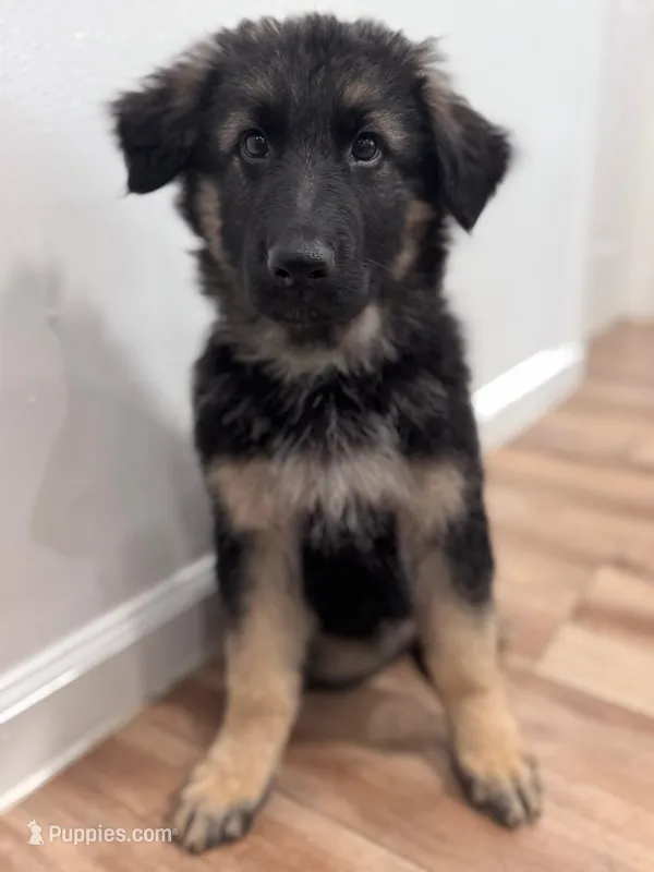 Sabi – German Shepherd Dog puppy for sale in Newark, NJ