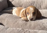 Kitty-AKC, a female Miniature Dachshund for sale in Riverside, CA – Photo 2 of 5