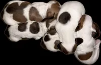 Kitty-AKC, a female Miniature Dachshund for sale in Riverside, CA – Photo 3 of 5