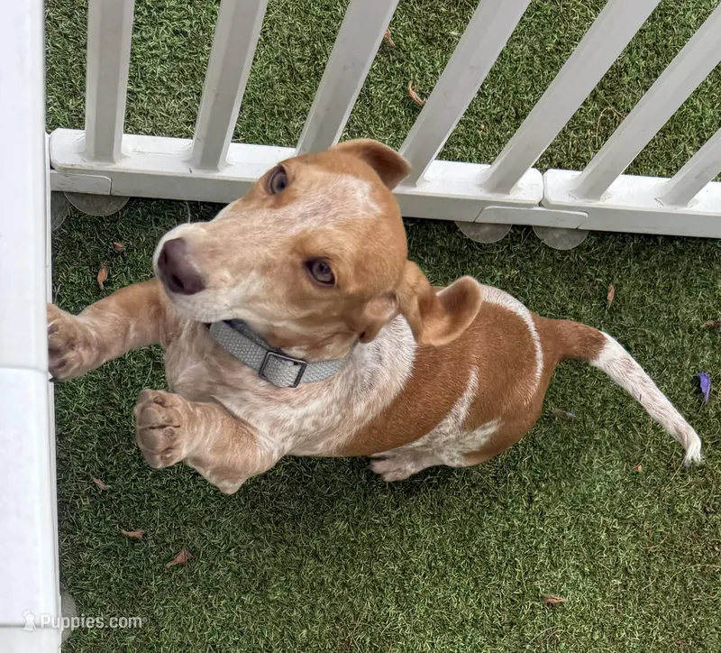 Kitty-AKC – Miniature Dachshund puppy for sale in Riverside, CA