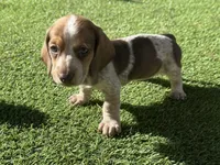 Shadow-AKC, a female Miniature Dachshund for sale in Riverside, CA – Photo 3 of 5