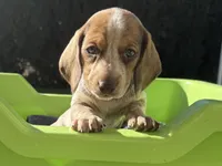 Shadow-AKC, a female Miniature Dachshund for sale in Riverside, CA – Photo 2 of 5