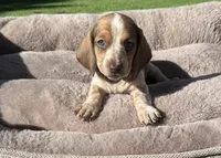 Shadow-AKC, a female Miniature Dachshund for sale in Riverside, CA – Photo 1 of 5