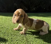 Daisy-AKC, a female Miniature Dachshund for sale in Riverside, CA – Photo 3 of 5