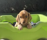 Daisy-AKC, a female Miniature Dachshund for sale in Riverside, CA – Photo 2 of 5