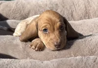 Daisy-AKC, a female Miniature Dachshund for sale in Riverside, CA – Photo 1 of 5