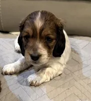 Snickers-AKC, a male Miniature Dachshund for sale in Riverside, CA – Photo 3 of 4