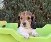 Snickers-AKC, a male Miniature Dachshund for sale in Riverside, CA – Photo 4 of 4