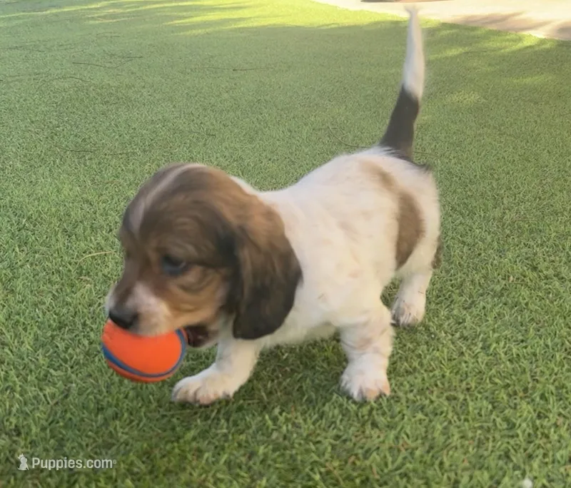Snickers-AKC – Miniature Dachshund puppy for sale in Riverside, CA
