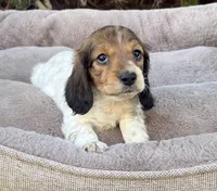 Snickers-AKC, a male Miniature Dachshund for sale in Riverside, CA – Photo 1 of 4