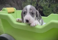 Zoey-AKC, a female Miniature Dachshund for sale in Riverside, CA – Photo 5 of 10