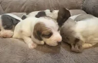 Zoey-AKC, a female Miniature Dachshund for sale in Riverside, CA – Photo 7 of 10