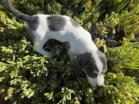 Zoey-AKC, a female Miniature Dachshund for sale in Riverside, CA – Photo 4 of 10