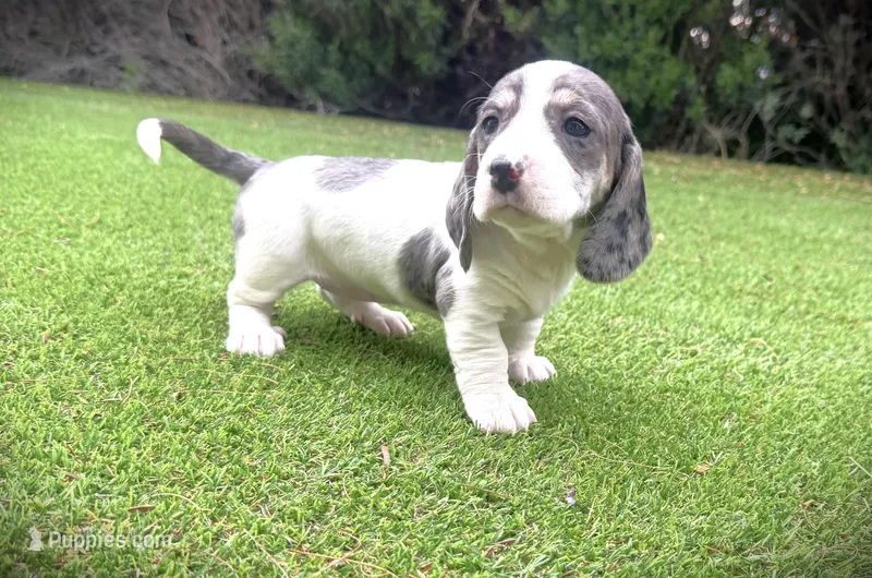 Zoey-AKC – Miniature Dachshund puppy for sale in Riverside, CA