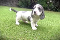 Zoey-AKC, a female Miniature Dachshund for sale in Riverside, CA – Photo 1 of 10