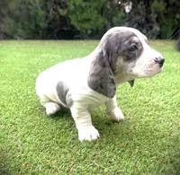 Zoey-AKC, a female Miniature Dachshund for sale in Riverside, CA – Photo 3 of 10