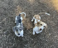 Zoey-AKC, a female Miniature Dachshund for sale in Riverside, CA – Photo 9 of 10