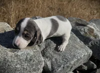Zoey-AKC, a female Miniature Dachshund for sale in Riverside, CA – Photo 2 of 10