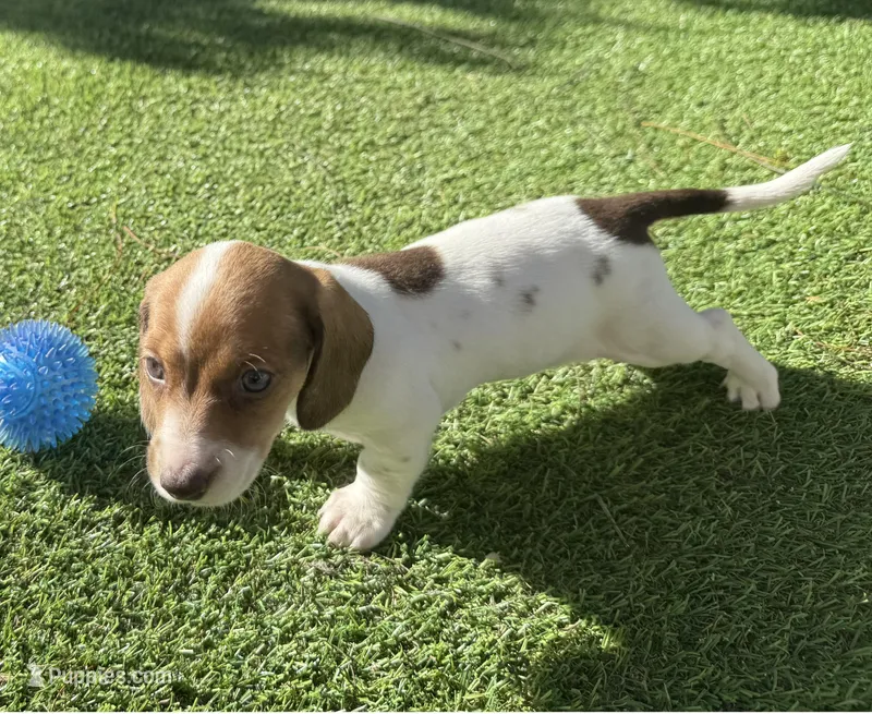 Joy-AKC – Miniature Dachshund puppy for sale in Riverside, CA