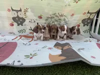 Joy-AKC, a female Miniature Dachshund for sale in Riverside, CA – Photo 5 of 5