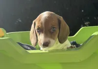 Joy-AKC, a female Miniature Dachshund for sale in Riverside, CA – Photo 2 of 5