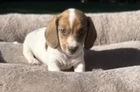 Joy-AKC, a female Miniature Dachshund for sale in Riverside, CA – Photo 3 of 5