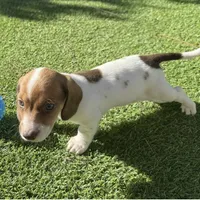 Joy-AKC, a female Miniature Dachshund for sale in Riverside, CA – Photo 1 of 6