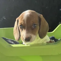 Joy-AKC, a female Miniature Dachshund for sale in Riverside, CA – Photo 3 of 6
