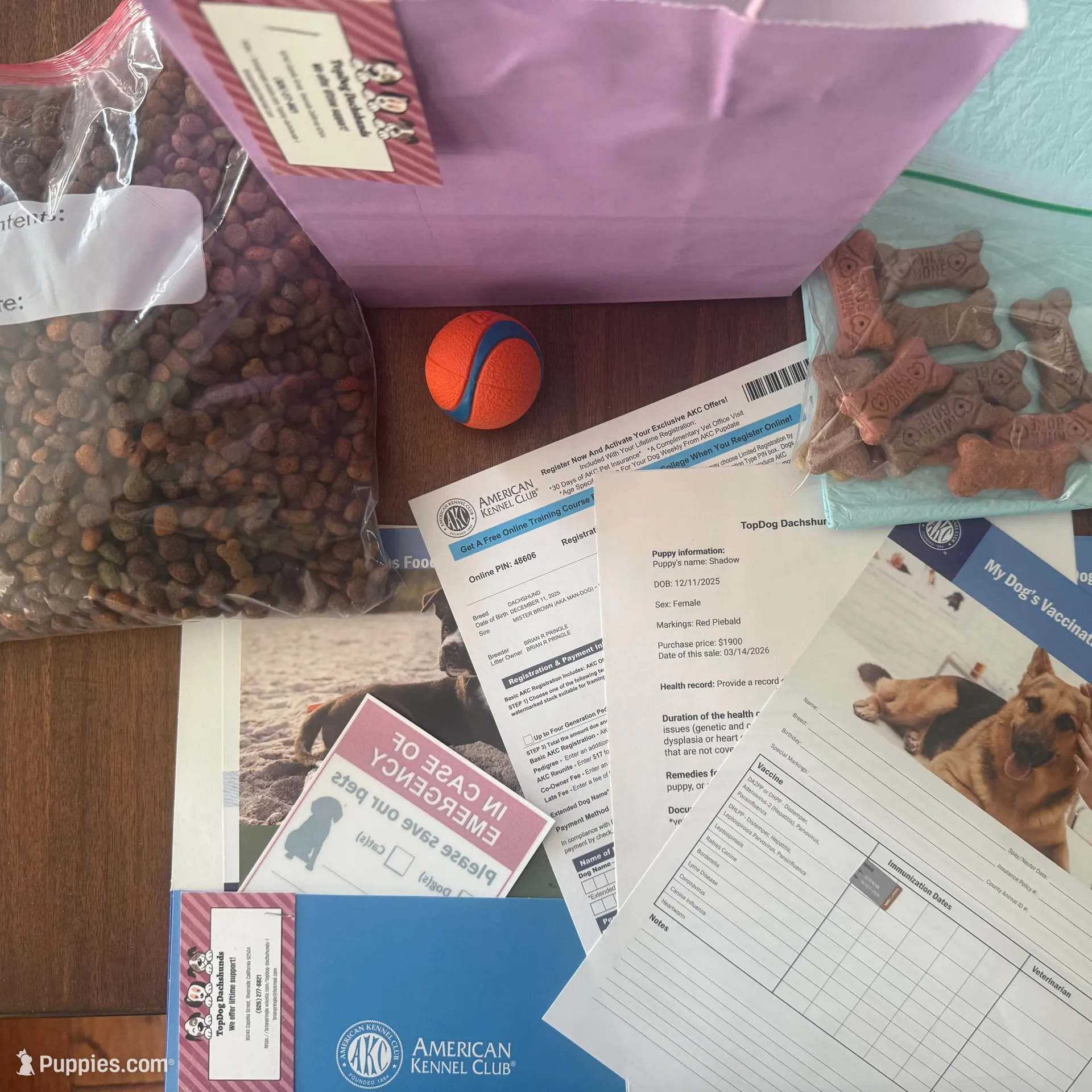 Joy-AKC, a female Miniature Dachshund for sale in Riverside, CA – Photo 4 of 6