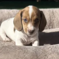 Joy-AKC, a female Miniature Dachshund for sale in Riverside, CA – Photo 2 of 6