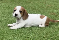 Minikin-AKC, a female Miniature Dachshund for sale in Riverside, CA – Photo 5 of 10