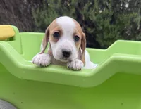 Minikin-AKC, a female Miniature Dachshund for sale in Riverside, CA – Photo 4 of 10