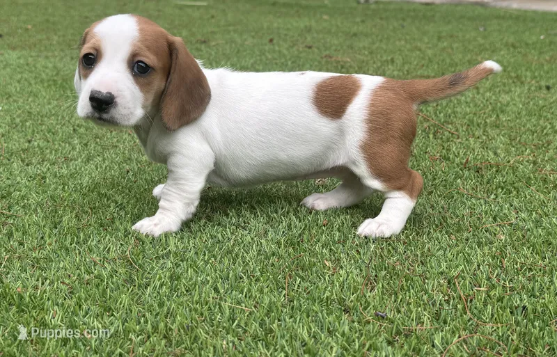 Minikin-AKC – Miniature Dachshund puppy for sale in Riverside, CA