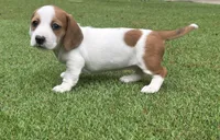 Minikin-AKC, a female Miniature Dachshund for sale in Riverside, CA – Photo 1 of 10