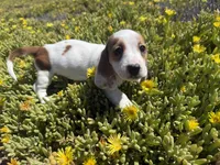 Minikin-AKC, a female Miniature Dachshund for sale in Riverside, CA – Photo 2 of 10