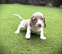 Cindy-AKC, a female Miniature Dachshund for sale in Riverside, CA – Photo 4 of 9