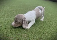 Cindy-AKC, a female Miniature Dachshund for sale in Riverside, CA – Photo 5 of 9