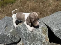 Cindy-AKC, a female Miniature Dachshund for sale in Riverside, CA – Photo 3 of 9