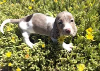 Cindy-AKC, a female Miniature Dachshund for sale in Riverside, CA – Photo 2 of 9