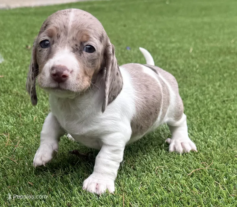Cindy-AKC – Miniature Dachshund puppy for sale in Riverside, CA