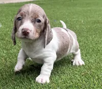 Cindy-AKC, a female Miniature Dachshund for sale in Riverside, CA – Photo 1 of 9